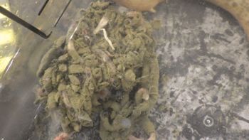 Media type: image;   Invertebrate Zoology 153118 Description: live specimen;